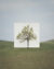 「나무」시리즈에서 사진작가 이명호는 홀로 선 나무 뒤에 흰 캔버스를 배경으로 세웠다.