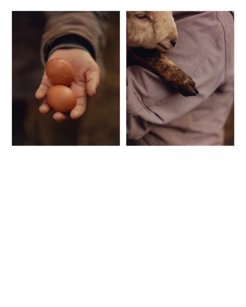 역사적인 Coffelt Farm Preserve에 위치한 Lum Farm은 지속 가능한 방목 방식을 실천합니다. 농장 가판대에서는 고기, 치즈, 계란, 제철 과일과 채소, 양가죽과 양모 제품을 판매합니다.