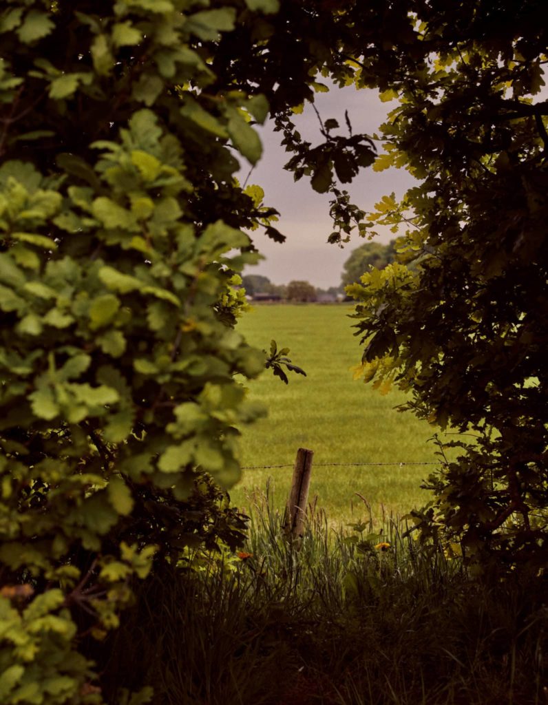 Piet_Oudolf_07-1592x2048